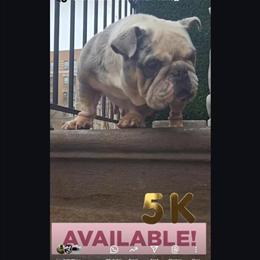2 Female Adult English Bulldogs for Sale in New York, ny