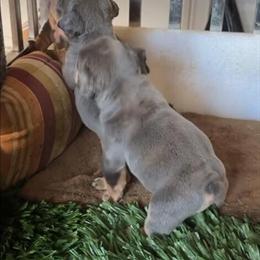 English Bulldog Puppies - 2 Blue and 1 Lilac Female Available in New York, ny