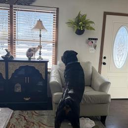 Male Rottweiler for Stud - Champion Bloodlines in North Vernon, in