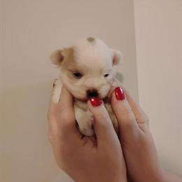 Teacup Maltese Puppy Giovanna Ready for New Home in Merchantville, nj