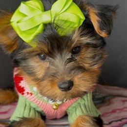 Female Teddy Bear Toy Yorkie - 3 Months Old in Dayton, oh