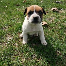 Bullmastiff and Pit Bull Puppies Available for Rehoming in North Vernon, in