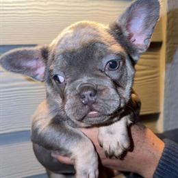 French Bulldog Puppies Available in Sunnyside, wa