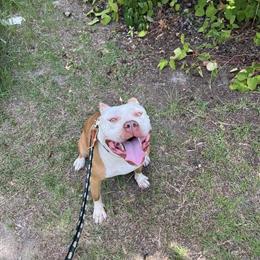 American Bully Female, 3 Years Old, Ready for Family or Breeding in Charlotte, nc