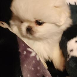 Pekingese Puppies for Adoption - Full Blooded in Zanesville, oh