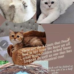 Scottish Fold Kittens Available in Indianapolis, in