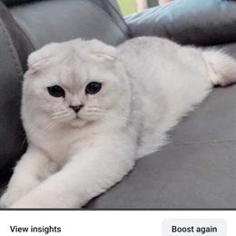 Scottish Fold Kittens Available for Meeting at 8 Weeks in Indianapolis, in