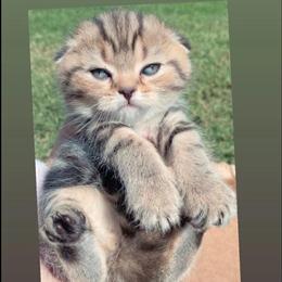 Scottish Fold Kittens Ready for New Homes in Indianapolis, in