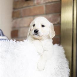 Golden Retriever puppies available - 1 male and 1 female left! in Brodhead, ky