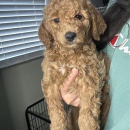 Mini Goldendoodles Ready for New Homes in July in Sterling Heights, mi
