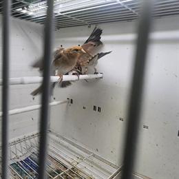 Desert Finch Pairs for Sale in Glendale, ca