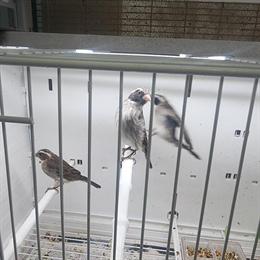 Black Eared Canaries for Sale in Glendale, ca