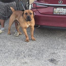 Stud Open for $1500 OBO in Baltimore, md