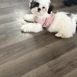 Female Shih Tzu Puppy Available in Marshall, mi