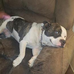 1-Year-Old Male Pocket American Bully Available in Troy, ny