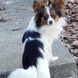 AKC Registered Female Papillon for Sale in Cadiz, ky