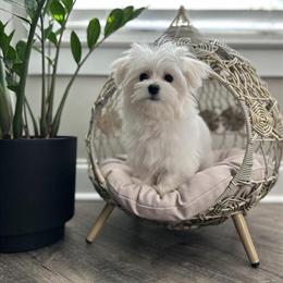 Tiny Purebred AKC Maltese Puppy Available in Easley, sc