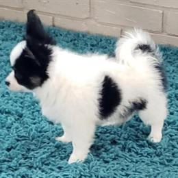 AKC Papillon Puppies Available for Adoption in Cadiz, ky