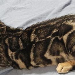 Bengal Kittens for Sale - $500 Each in La Vergne, tn