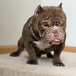 American Bully for Stud - Compact and Tri Color in Wadsworth, il