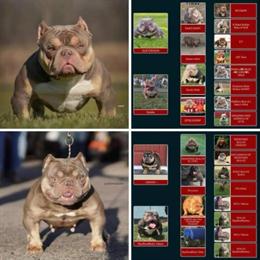 American Bully - Crown Granddaughter for Adoption in Wadsworth, il
