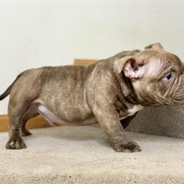 American Bully Stud Service - DIZZY DEVIL Son Available in Wadsworth, il