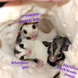 Unrelated joeys for sale in Minneapolis, mn