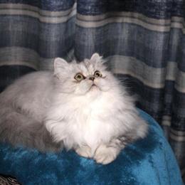Persian Kittens from Dearheart Lines - Silver Shaded and Chinchilla Silver in Sullivan, mo