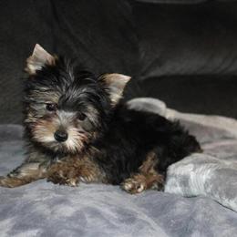Yorkshire Terrier Puppy Available in Sullivan, mo