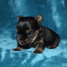 Teacup Female Yorkshire Terrier Available in Sullivan, mo