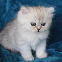 Male Persian Kitten - Silver Shaded, Ready for Adoption in Sullivan, mo