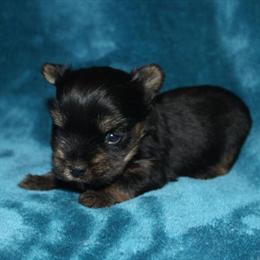 Tiny Teacup Yorkshire Terrier Girl for Adoption in Sullivan, mo