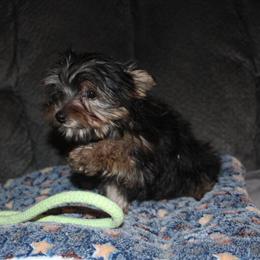 Teacup Male Yorkshire Terrier Puppy Available in Sullivan, mo