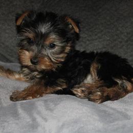 Female Yorkshire Terrier Puppy Ready for New Home in Sullivan, mo