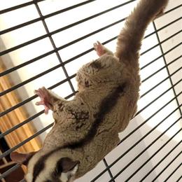 9-Month-Old Sisters and Breeding Pair for Adoption in Minneapolis, mn