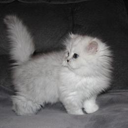 Persian Kitten - Silver Female from Dearheart Bloodlines in Sullivan, mo