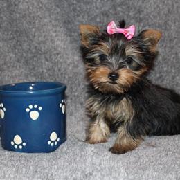 Yorkshire Terrier Puppies for Sale Near St. Louis in Sullivan, mo