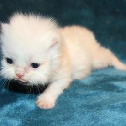CFA White Female Persian Kitten Ready for Adoption in Sullivan, mo