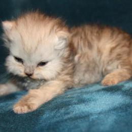 CFA Silver Shaded Persian Kitten for Adoption in Sullivan, mo