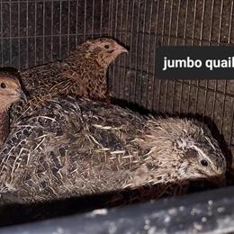 Jumbo Coturnix and Button Quail for Sale in Hudson, MI in Wauseon, oh