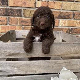 Bernedoodle Male Medium Size in Muskegon, mi