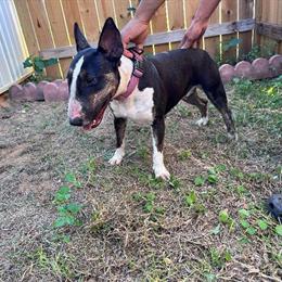 Bull Terrier Female Looking for a New Home in Panama City, fl