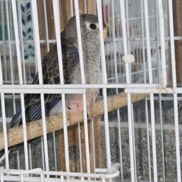 Bourke Baby Bird for Sale in Homestead, fl