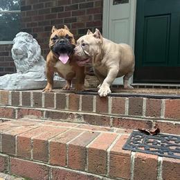 American Bully Puppy Available in Statesville, nc