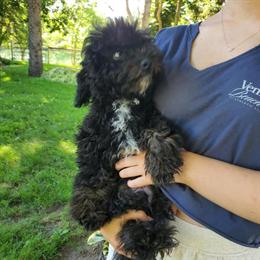 Miniature and Moyen Poodles Available in Millington, mi