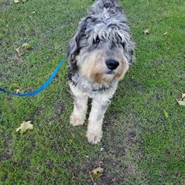 Bernedoodle Standard Adult Male Available for Rehoming in Millington, mi