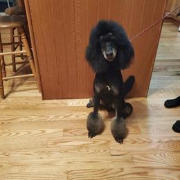 AKC Poodles for Rehoming - Mini, Moyen, Standard in Millington, mi