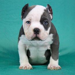 Micro American Bully Puppies Available in Orangeburg, sc