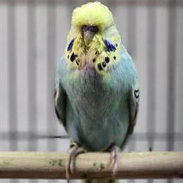 Show Quality English Budgies for Sale in Fair Lawn, nj