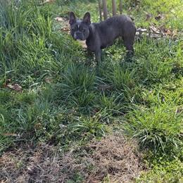 Blue Female Dog, 4 Years Old, Seeking New Home in Winston-Salem, nc